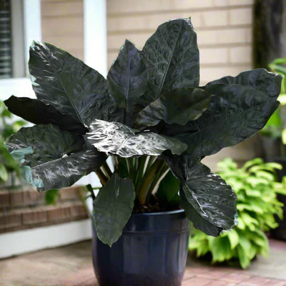 Plumbea Nigra Elephant Ear with deep purple-black, heart-shaped leaves, perfect for adding bold drama to tropical gardens.