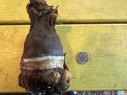 An Upright Alocasia bulb size 5/7 size compared to a quarter.