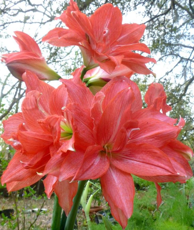 Ballerina amaryllis from Blue Buddha Farm in full bloom, showing off its soft, ruffled petals in the morning light