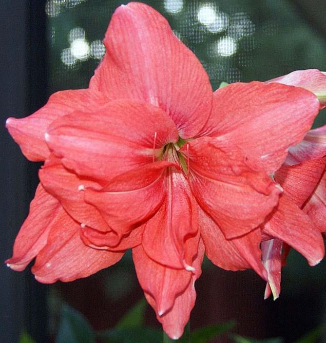 Ballerina amaryllis plant from Blue Buddha Farm with stunning pastel pink flowers, perfect for brightening up indoor spaces