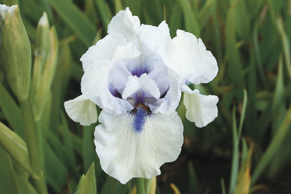 'Blue Flirt' Bearded Iris