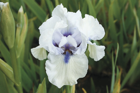 'Blue Flirt' Bearded Iris