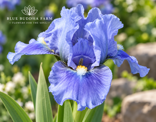 Sky of Blue Dwarf Bearded Iris Rhizome | Heavenly Blue Bearded Iris