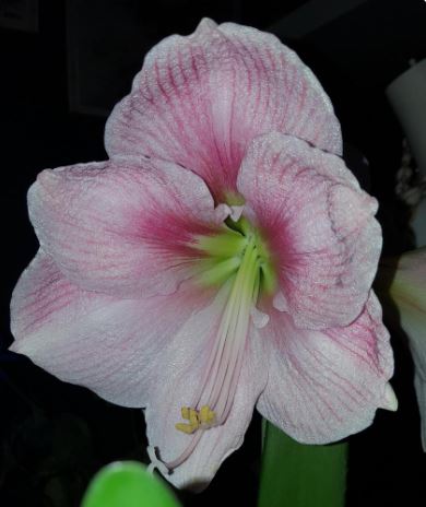 A side view of a blooming blushing bride amaryllis, emphasizing its petal structure and the subtle blush color