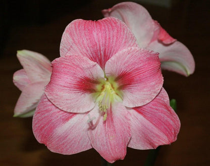 A stunning blushing bride amaryllis in a garden setting, with several blossoms open 