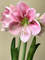 Amaryllis Blushing Bride-Blue Buddha Farm