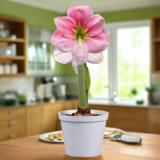 A stunning blushing bride amaryllis in a garden setting, with several blossoms open and surrounded by vibrant green leaves