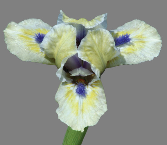Bright Blue Eyes dwarf bearded iris with creamy yellow standards, white falls with chartreuse thumbprint, and vivid blue beard, reblooming early spring beauty from Blue Buddha Farm.
