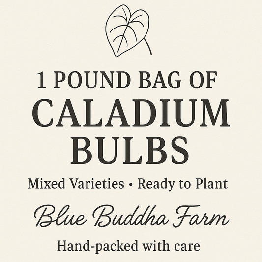 1 Pound Bag of Caladium Bulbs