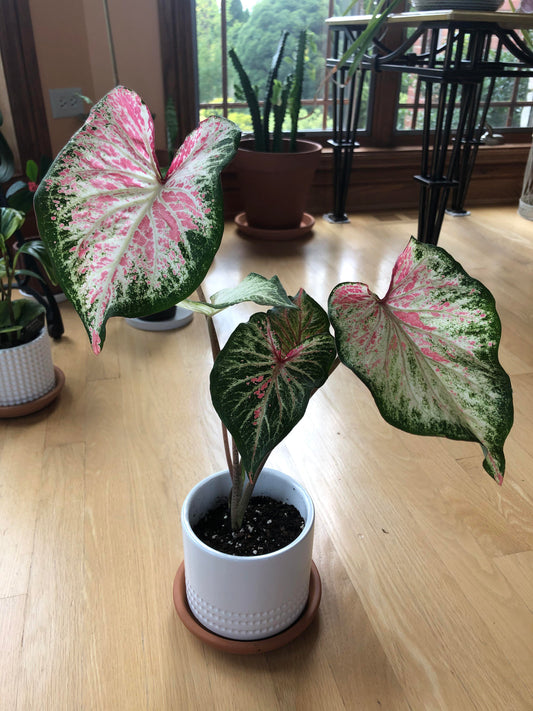 Caladium Blushing Bride: Romantic foliage with a blend of soft pink hues and intricate white markings, adding grace and beauty to your planting space.