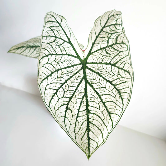 Caladium Candidum: Brilliant white leaves with vibrant green veins, perfect for adding elegance to shaded garden areas.