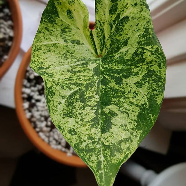 Frog in a Blender Caladium (2 Bulbs)