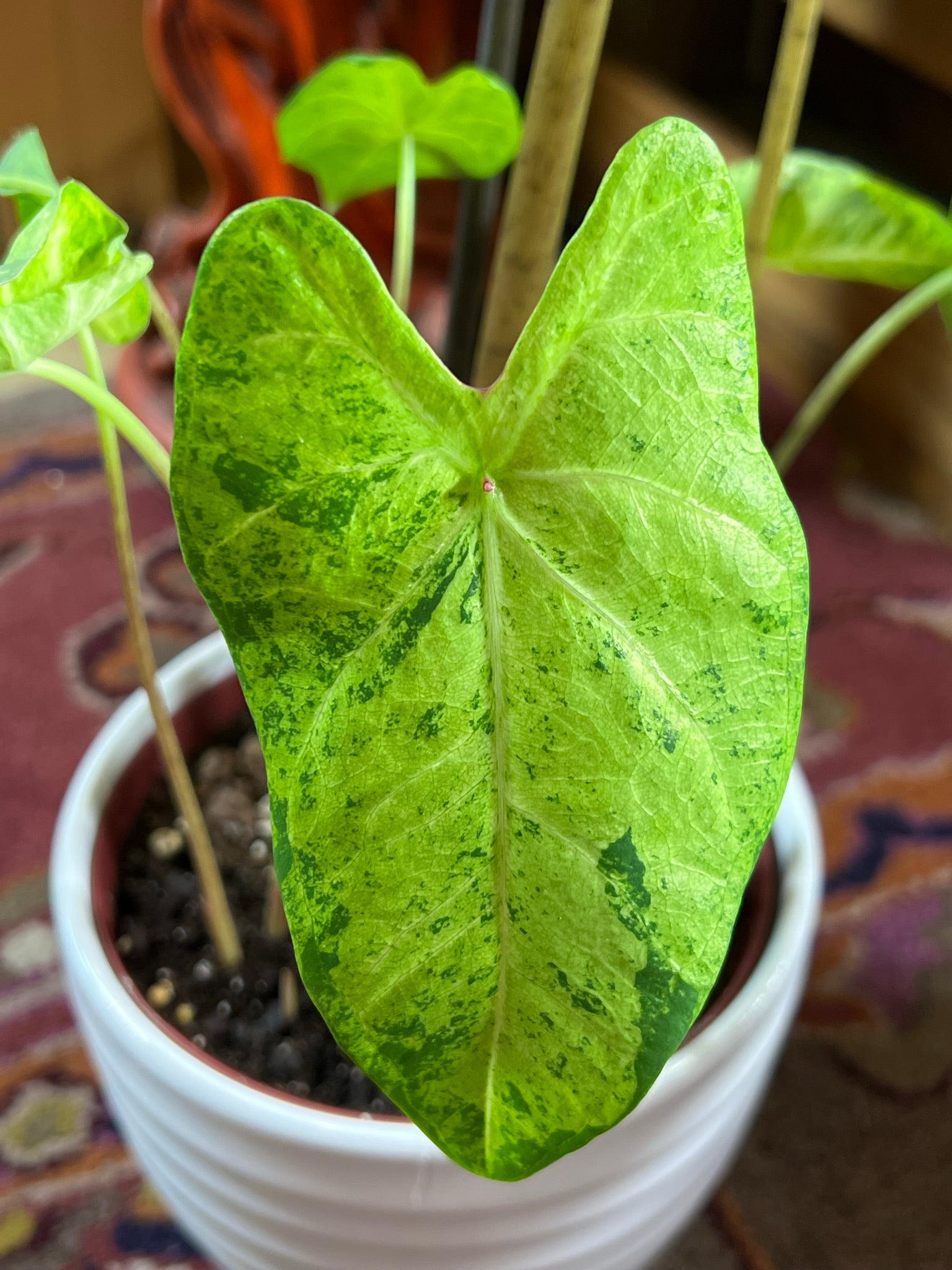 Frog in a Blender Caladium (2 Bulbs)