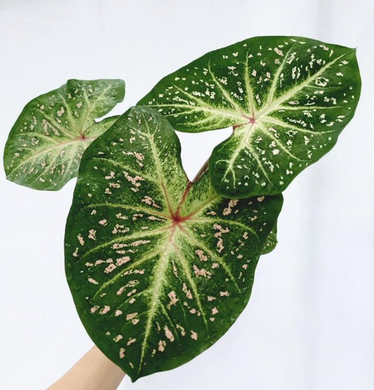 'Galaxy' Caladium – Cosmic Splendor Unleashed (2 Bulbs) - Blue Buddha Farm