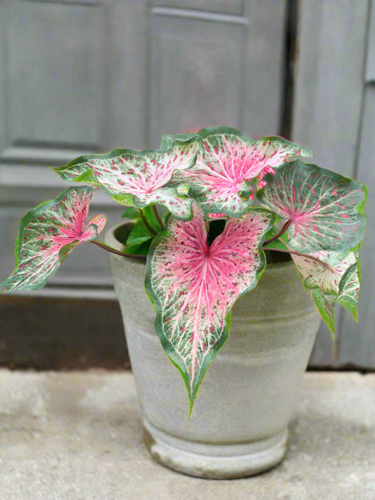 'Heart and Soul' Caladium – Vibrant Heart-Shaped Wonders (2 Bulbs) - Blue Buddha Farm