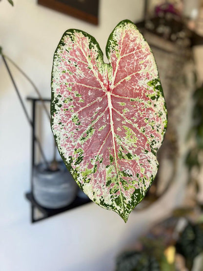 'Pink Cloud' Caladium (2 Bulbs) | Bubble Gum Pink Bliss