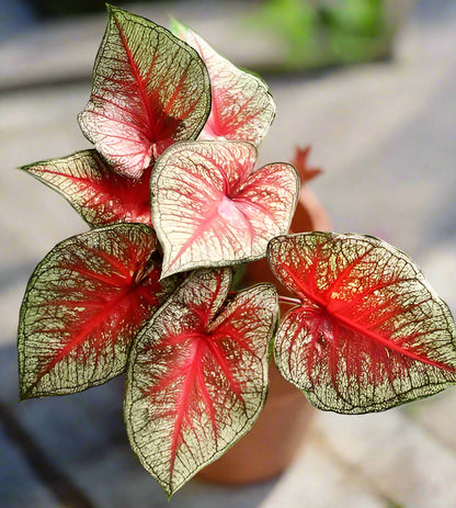 caladium potting mix Buy 'Southern Charm' Caladium