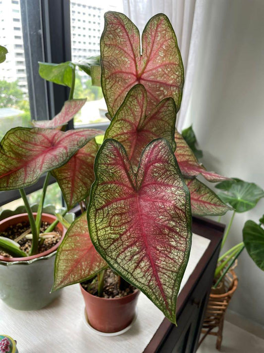 'Southern Charm' Caladium – Elegance and Hospitality in Every Leaf (2 Bulbs) - Blue Buddha Farm