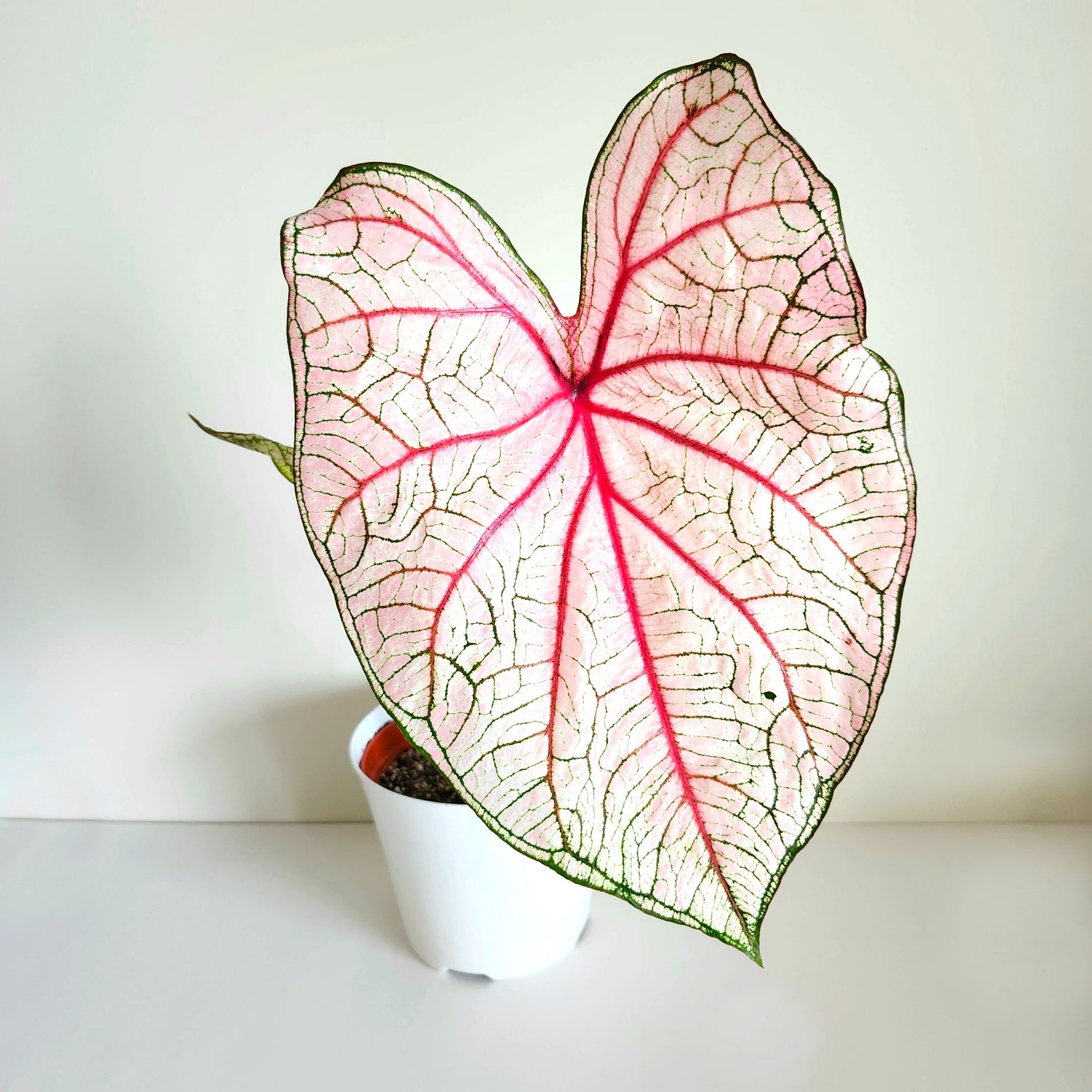 'Southern Charm' Caladium – Elegance and Hospitality in Every Leaf (2 Bulbs) - Blue Buddha Farm