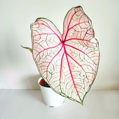 'Southern Charm' Caladium – Elegance and Hospitality in Every Leaf (2 Bulbs) - Blue Buddha Farm