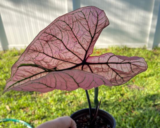 Spring Fling Caladium (5 Bulbs)