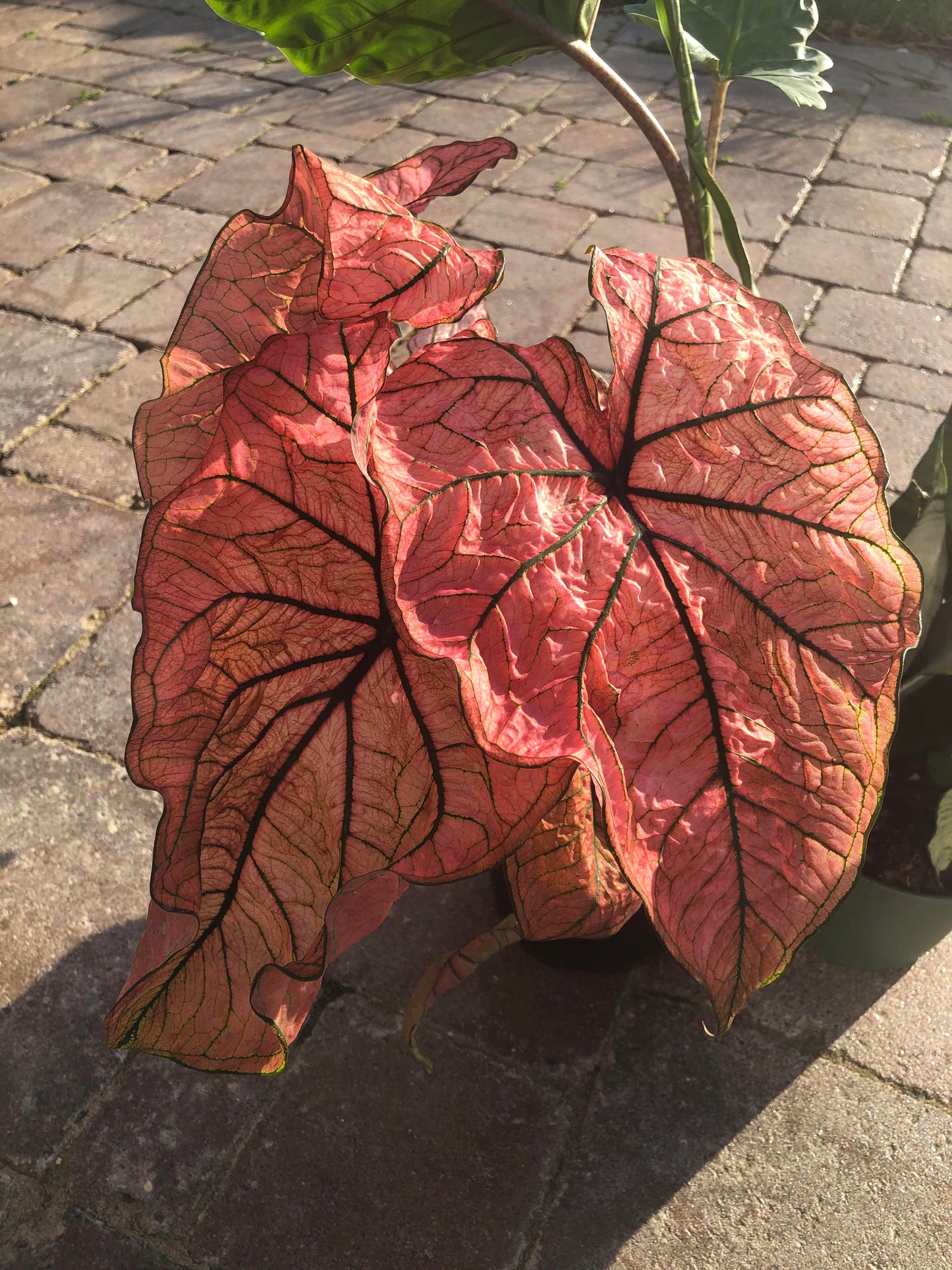 Spring Fling Caladium (5 Bulbs)