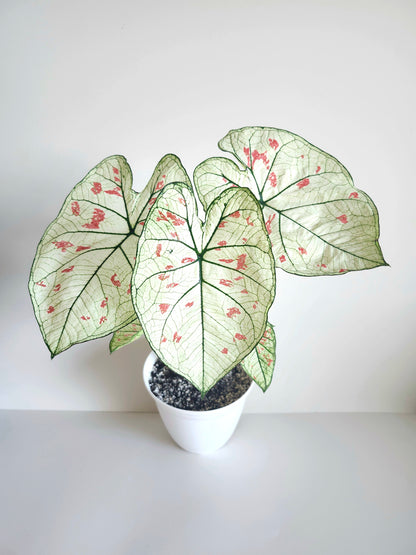 'Strawberry Star' Caladium – Whisper of Tranquility (2 Bulbs) - Blue Buddha Farm