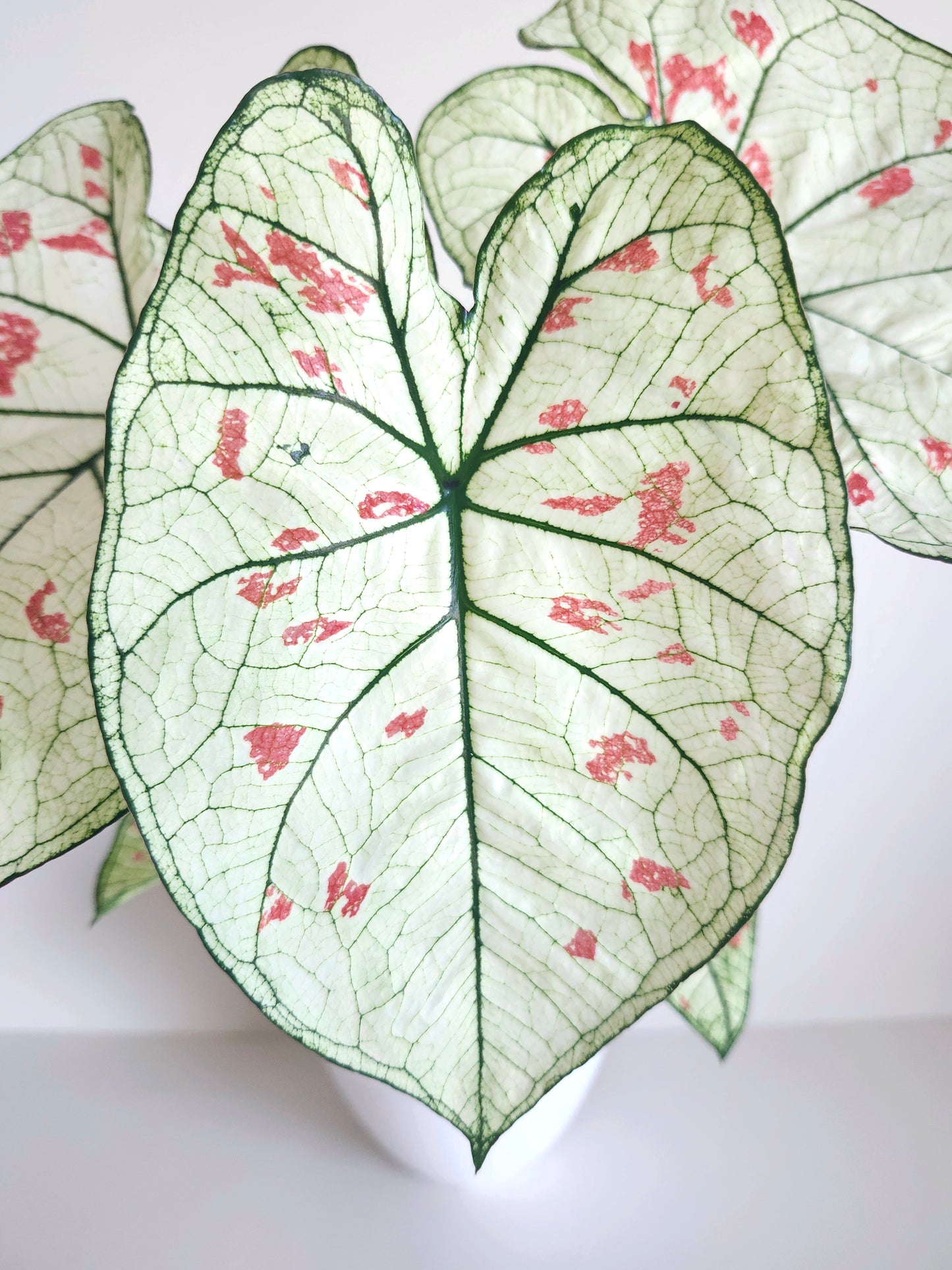 'Strawberry Star' Caladium – Whisper of Tranquility (2 Bulbs) - Blue Buddha Farm