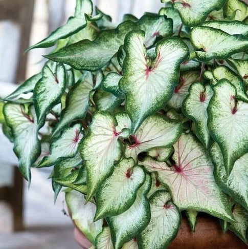 'White Wonder' Caladium – Subtle Elegance Unveiled (2 Bulbs) - Blue Buddha Farm