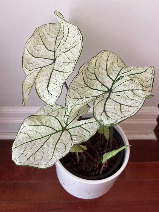 Caladium Candidum Jr.: Bright white leaves with soft green veins, perfect for small gardens or as a delicate indoor accent.