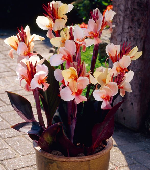 Close-up of Angel Martin Canna Lily – Bright peach and pink flowers with dark green and purple variegated leaves.