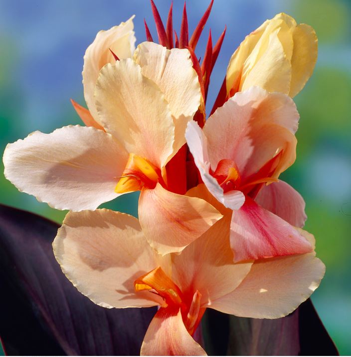 Angel Martin Canna Lily leaves and flowers – Unique variegated foliage with lush blooms.