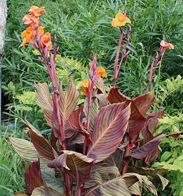 Tropicanna Canna Lily Plug *LIVE PLANT* ** PREORDER for Spring 2024 ** - Blue Buddha Farm