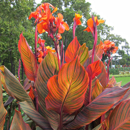 Tropicanna Canna Lily Plug *LIVE PLANT* ** PREORDER for Spring 2024 ** - Blue Buddha Farm