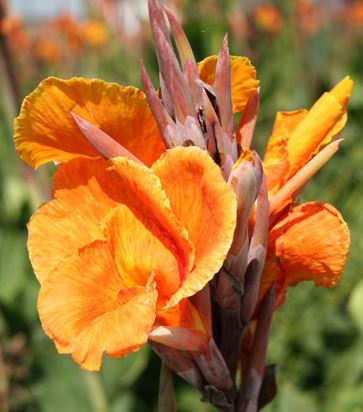 Tropicanna Canna Lily Plug *LIVE PLANT* ** PREORDER for Spring 2024 ** - Blue Buddha Farm