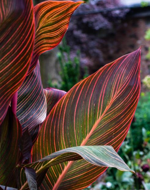 Tropicanna Canna Lily Plug *LIVE PLANT* ** PREORDER for Spring 2024 ** - Blue Buddha Farm