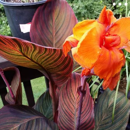 Tropicanna Canna Lily Plug *LIVE PLANT* ** PREORDER for Spring 2024 ** - Blue Buddha Farm