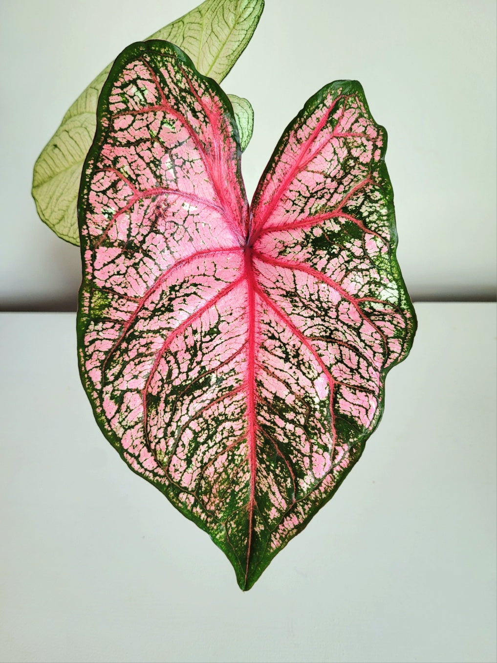 'Carolyn Wharton' Caladium – Classic Elegance Unveiled (2 Bulbs) - Blue Buddha Farm