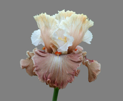 Champagne and Strawberries iris with blush pink standards and creamy peach falls, tangerine beards, preorder for Fall 2025 from Blue Buddha Farm.