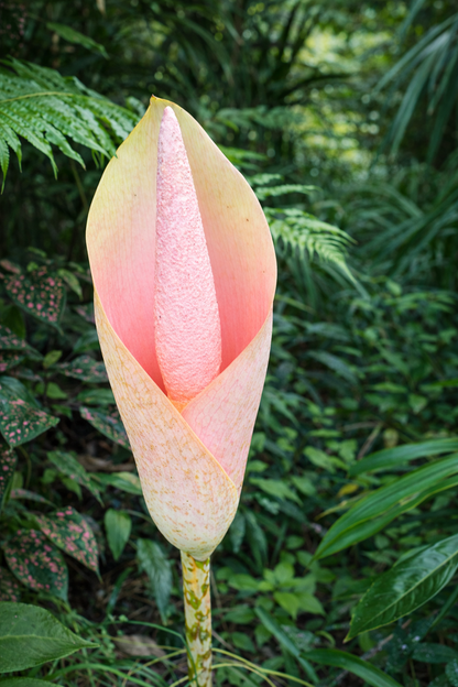 Pink Voodoo Lily Bulb | *PREORDER Spring 2026* | Tropical Pink Mystery | Blue Buddha Farm
