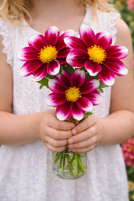 Bacardi Dinnerplate Dahlia Tuber | *PREORDER Spring 2026* | A Toast to Sunset Color | Blue Buddha Farm