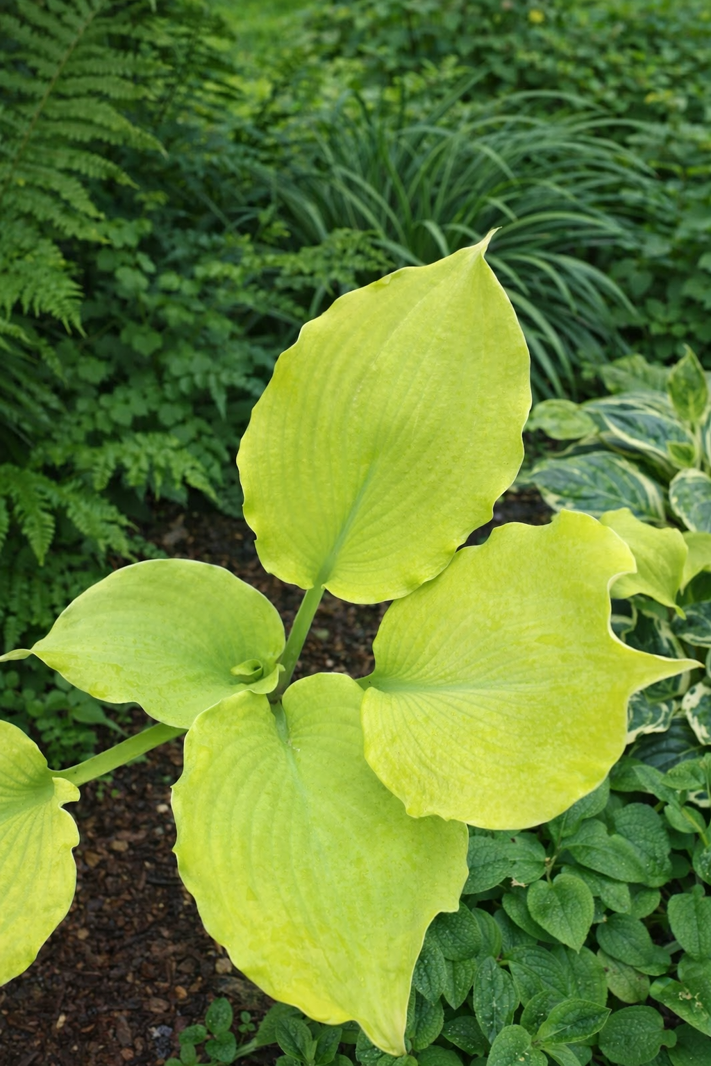 LIVE PLANT | Echo the Sun Hosta Plug | *PREORDER Spring 2026* | Golden Glow Garden Beauty | Blue Buddha Farm