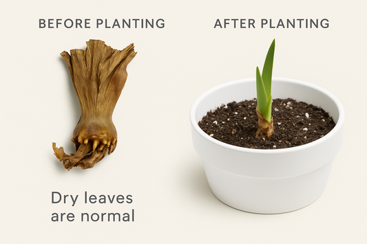 Autumn Tryst Tall Bearded Iris Rhizome | Lavender Plicata | Reblooming & Fragrant