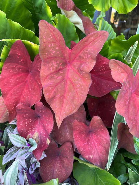 Caladium Burning Heart: Intense red center with dark maroon edges, perfect for adding a fiery touch to shaded garden spots