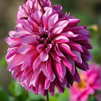 Dahlia Cranberry Classic in the sun with its beautiful petals 