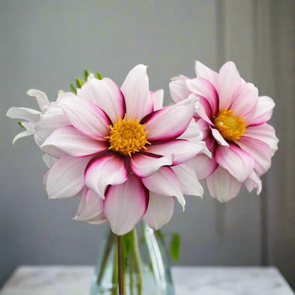 Edge of Joy dahlia in a vase n a chic home