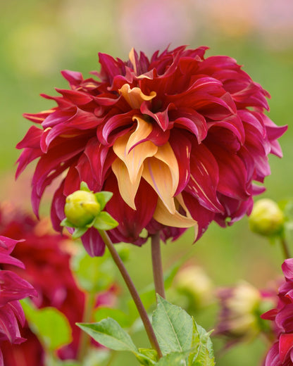 Bohemian Spartacus Dinnerplate Dahlia - Blue Buddha Farm