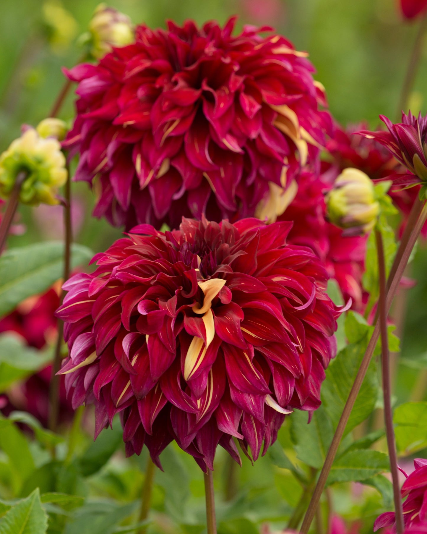 Bohemian Spartacus Dinnerplate Dahlia - Blue Buddha Farm