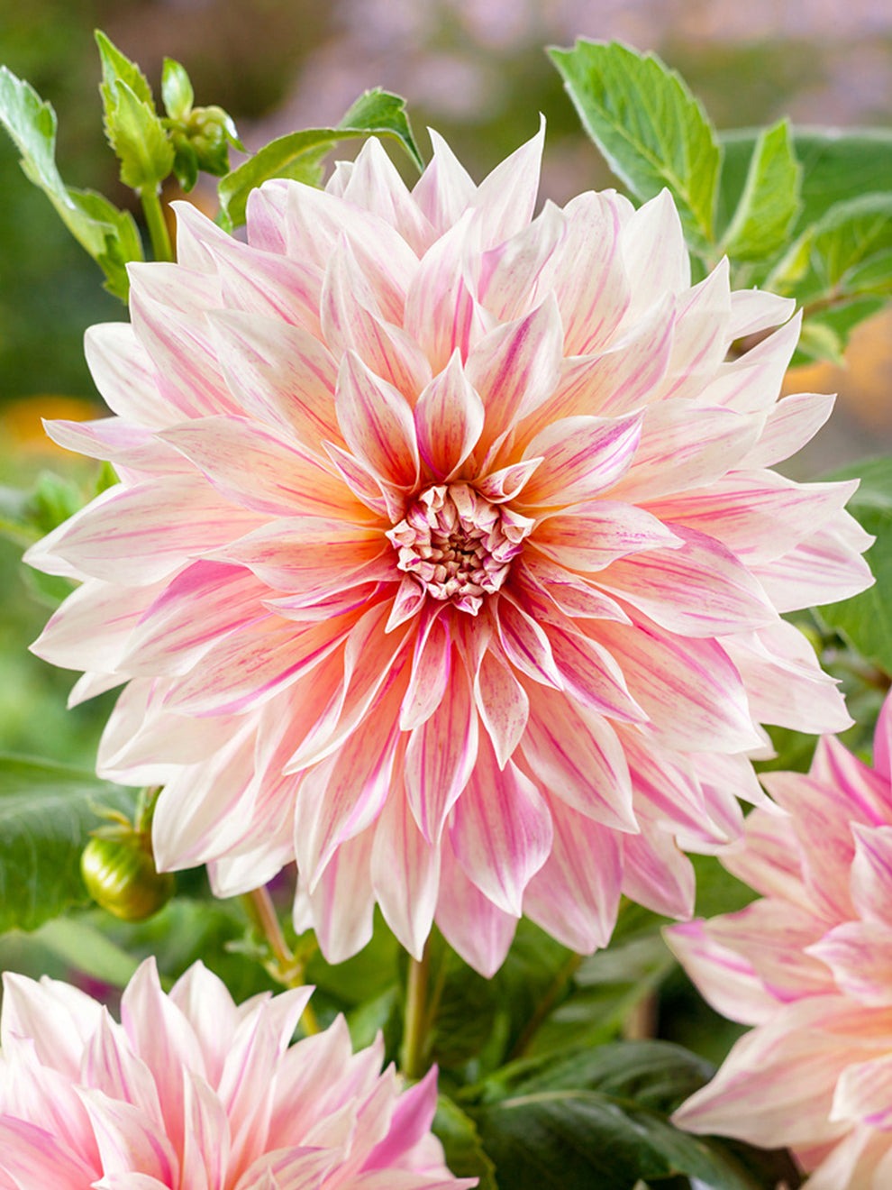 Cafe Au Lait Twist Dinnerplate Dahlia - Blue Buddha Farm