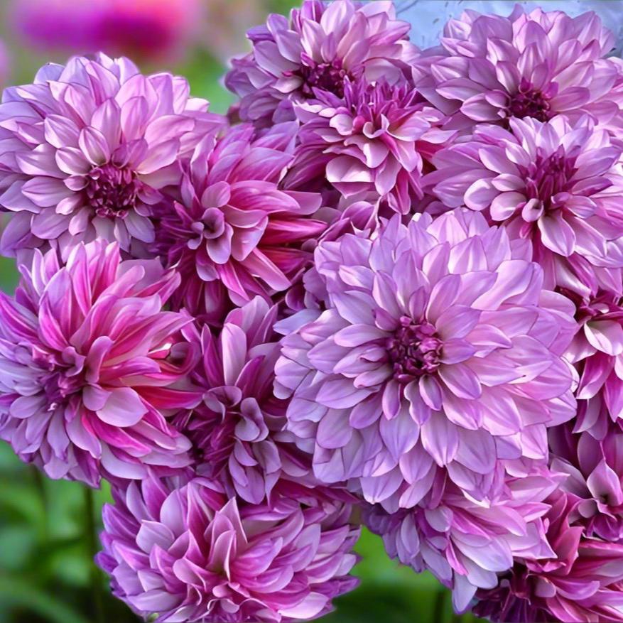 close up of a bouquet of cranberry classic dahlias